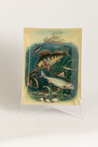 John Derian Fish Rectangle Tray | 8 x 10.5in Cadeau