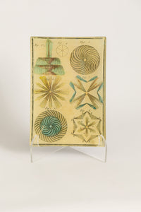 John Derian Fountains Glass Mini Tray | 6.5" x 4.5" Cadeau